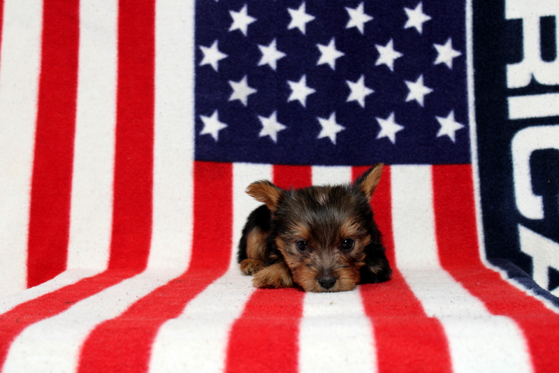 puppy, for, sale, Yorkshire Terrier, Matthew B. Stoltzfus, dog, breeder, Gap, PA, dog-breeder, puppy-for-sale, forsale, nearby, find, puppyfind, locator, puppylocator, aca